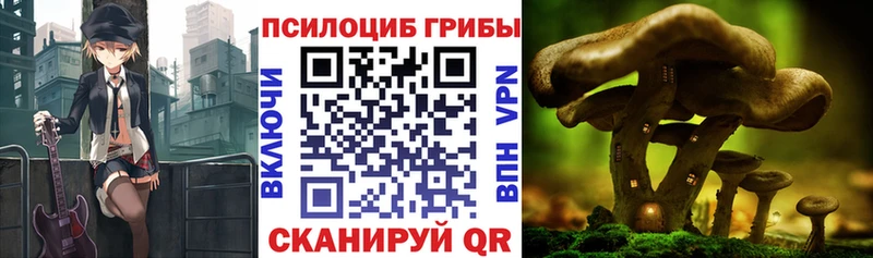 Галлюциногенные грибы Cubensis  Саяногорск 